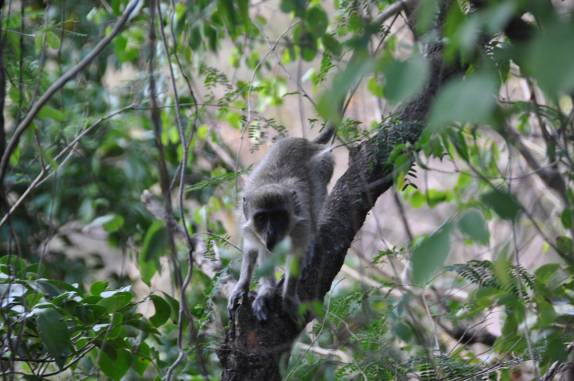 Macacos, muito comuns em St. Kitts - Caribe